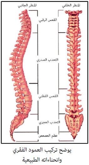 كيفية توزيع فقرات العمود الفقري داخل جسم الإنسان